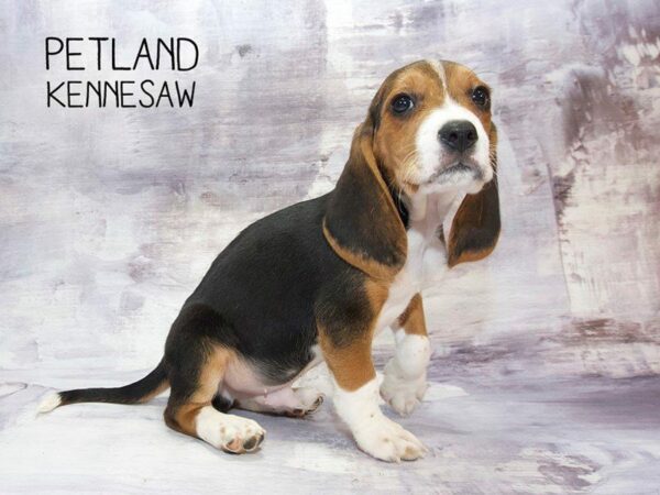 Beagle-DOG-Male-Tri-Colored-23499-Petland Kennesaw, Georgia