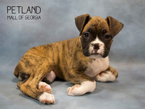 Boxer-DOG-Female-Brindle-2720-Petland Kennesaw, Georgia