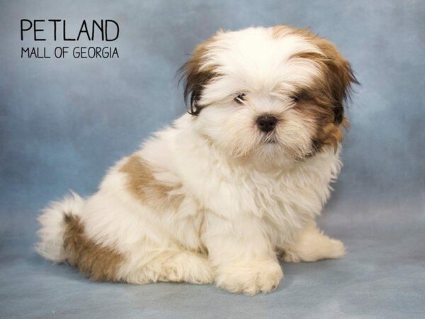 Shih Tzu DOG Female Tan / White 2723 Petland Kennesaw, Georgia