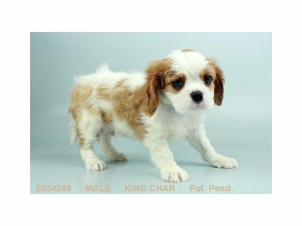 Cavalier King Charles Spaniel DOG Male BHEIM 23509 Petland Kennesaw, Georgia