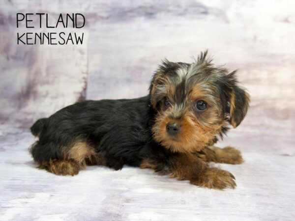 Yorkshire Terrier DOG Female BLK TAN 23541 Petland Kennesaw, Georgia