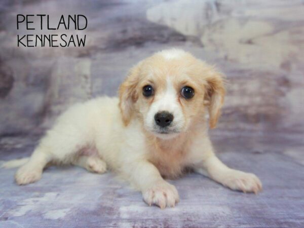 Cavachon DOG Female BLENHEIM 23537 Petland Kennesaw, Georgia