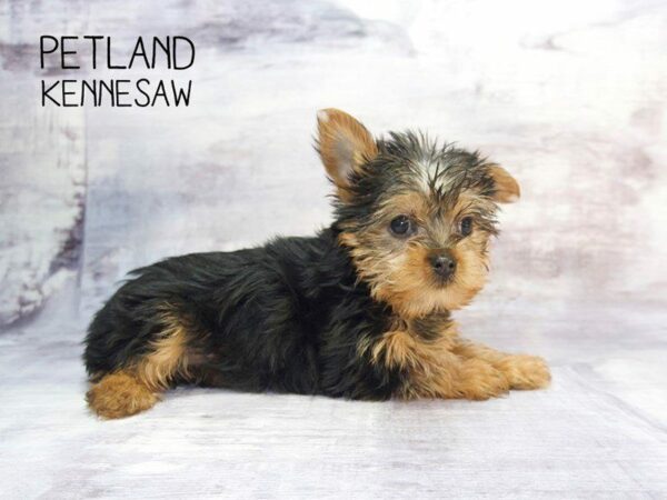 Yorkshire Terrier DOG Male Black / Tan 23529 Petland Kennesaw, Georgia