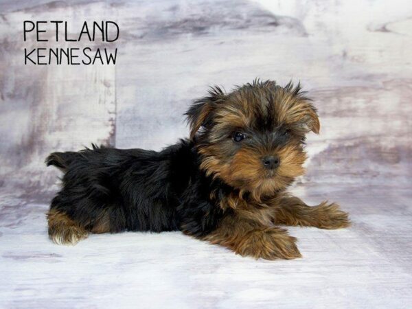 Yorkshire Terrier DOG Male BLK & GLD 23526 Petland Kennesaw, Georgia