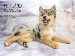 petland in ga