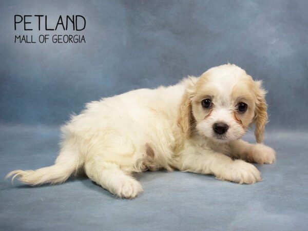 Cavachon DOG Female BLENHEIM 2764 Petland Kennesaw, Georgia