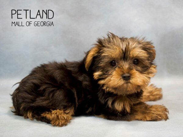 Yorkshire Terrier DOG Male Black / Tan 2736 Petland Kennesaw, Georgia