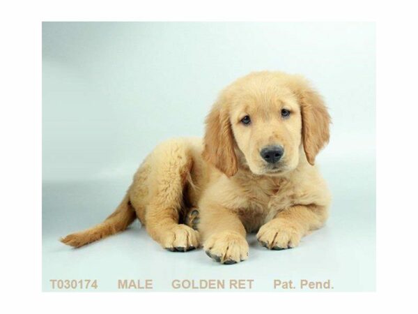 Golden Retriever DOG Male GLDN 23568 Petland Kennesaw, Georgia