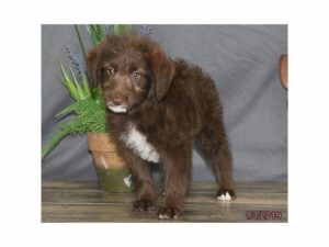 Labradoodle-DOG-Female-Chocolate-23562-Petland Kennesaw, Georgia