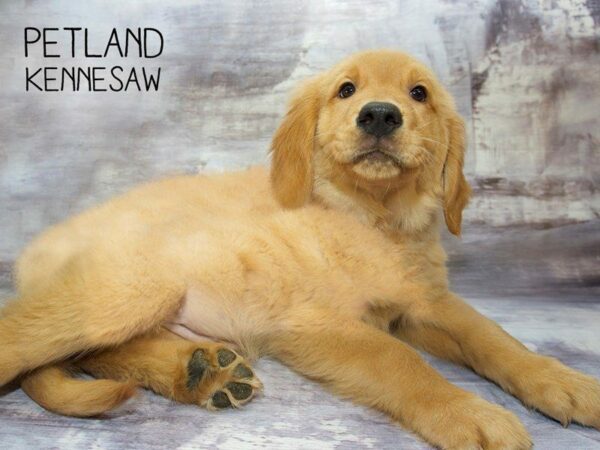 Golden Retriever DOG Male GLDN 23546 Petland Kennesaw, Georgia