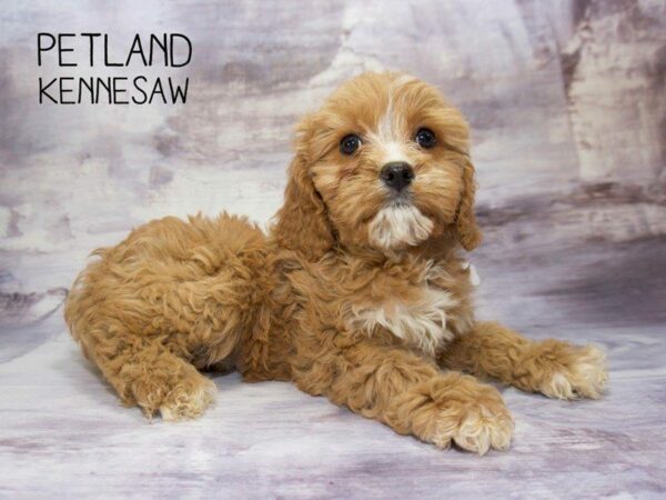 Cavapoo-DOG-Female-Red-23563-Petland Kennesaw, Georgia