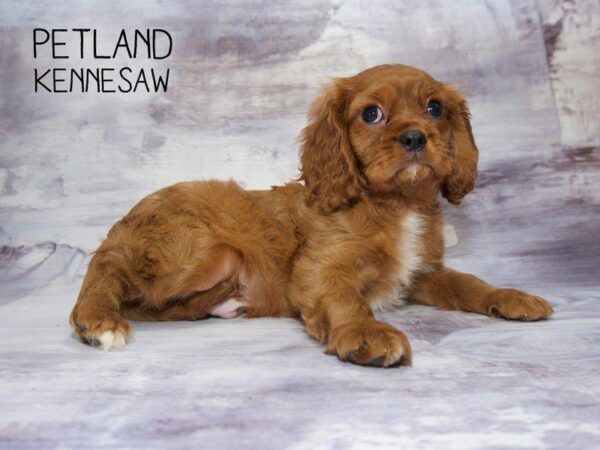 Cavalier King Charles Spaniel DOG Male Ruby 23552 Petland Kennesaw, Georgia