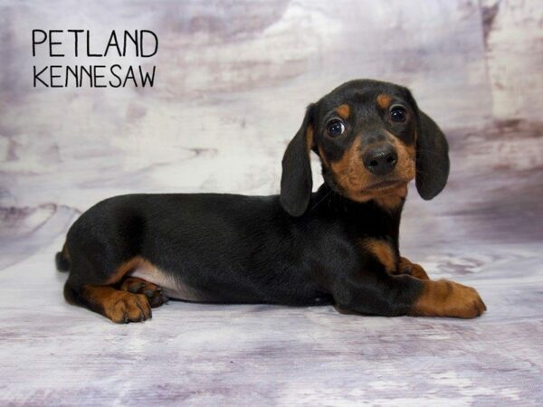 Dachshund DOG Male Black / Tan 23553 Petland Kennesaw, Georgia