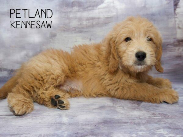 Miniature Goldendoodle DOG Male Red 23558 Petland Kennesaw, Georgia