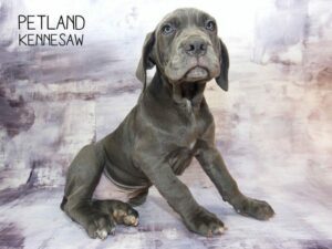 Neapolitan Mastiff-DOG-Male-Blue-23591-Petland Kennesaw, Georgia