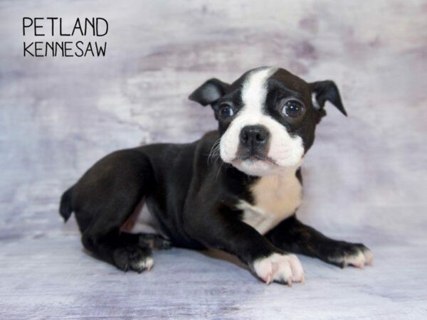 Boston Terrier DOG Female Black / White 23588 Petland Kennesaw, Georgia