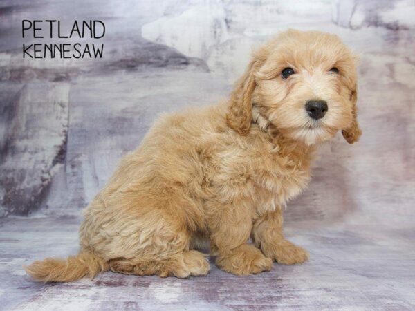 Miniature Goldendoodle 2nd Gen-DOG-Female-Golden-23583-Petland Kennesaw, Georgia