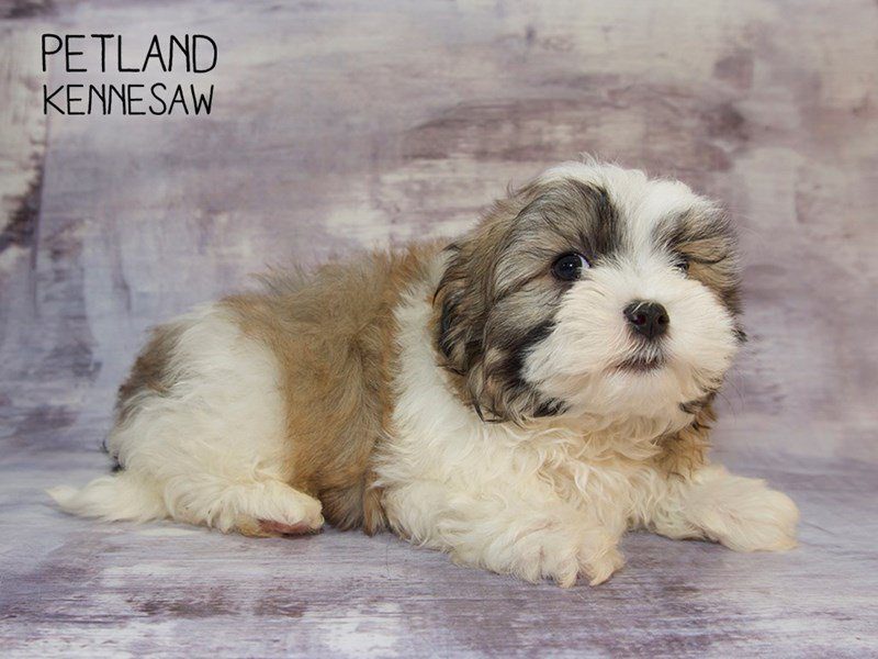 Malshi Puppy Brown / White ID:23581 Located at Petland Kennesaw, Georgia