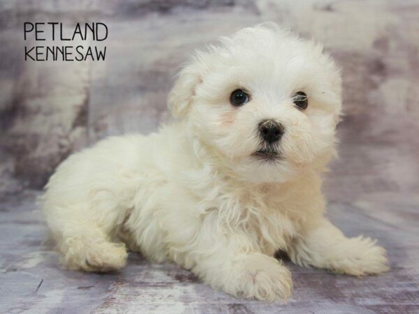 Maltese DOG Male WH 23571 Petland Kennesaw, Georgia