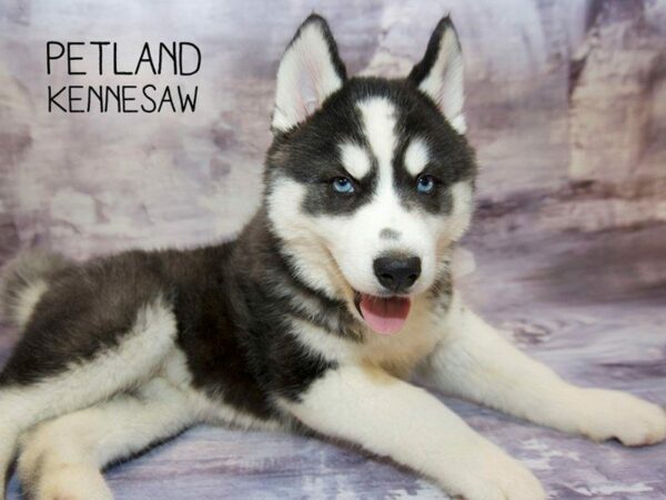 Siberian Husky DOG Female Black / White 23621 Petland Kennesaw, Georgia