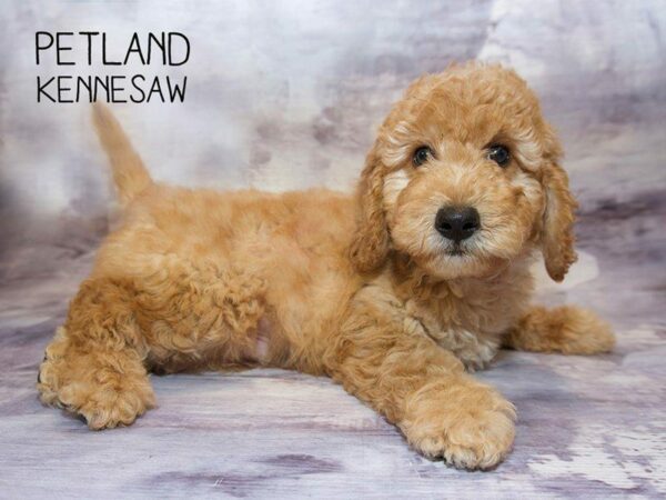 Miniature Goldendoodle DOG Male Red 23619 Petland Kennesaw, Georgia