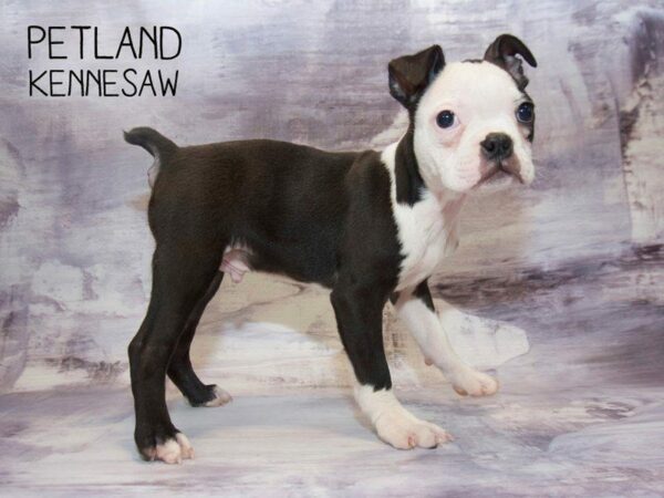 Boston Terrier DOG Male Black / White 23611 Petland Kennesaw, Georgia