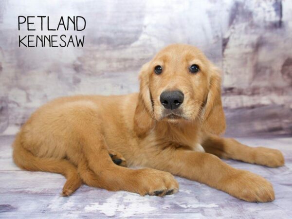 Golden Retriever DOG Male Golden 23614 Petland Kennesaw, Georgia