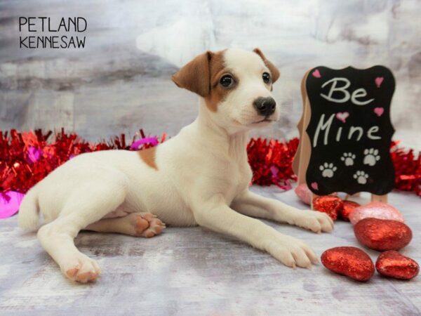 Jack Russell Terrier DOG Male Brown / White 23641 Petland Kennesaw, Georgia