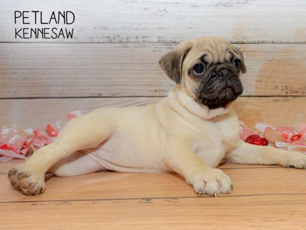 Pug DOG Female FN 23656 Petland Kennesaw, Georgia