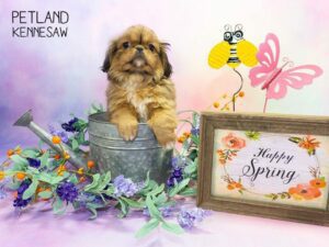 Pekingese-DOG-Male-Sable-23803-Petland Kennesaw, Georgia