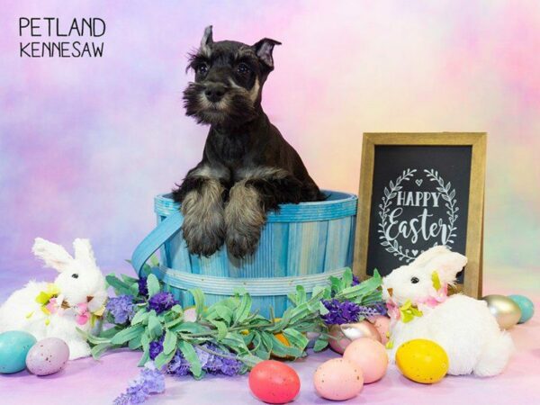 Miniature Schnauzer DOG Female Black Silver 23906 Petland Kennesaw, Georgia