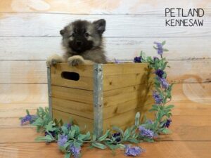 Keeshond-DOG-Female-Black / Silver-23952-Petland Kennesaw, Georgia