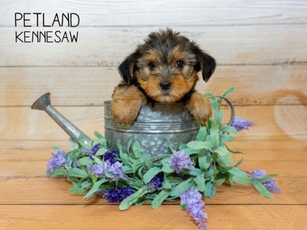 Yorkshire Terrier DOG Female BLACK TAN 23966 Petland Kennesaw, Georgia