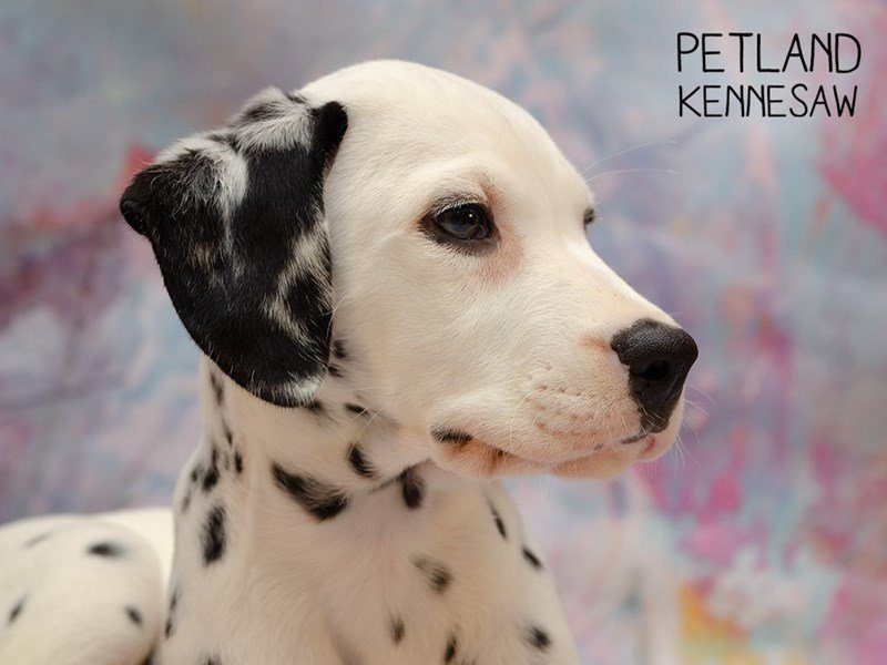 Dalmatian Puppy White / Black ID:24001 Located at Petland Kennesaw