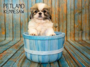 Pekingese-DOG-Female-Sable / White-24048-Petland Kennesaw, Georgia