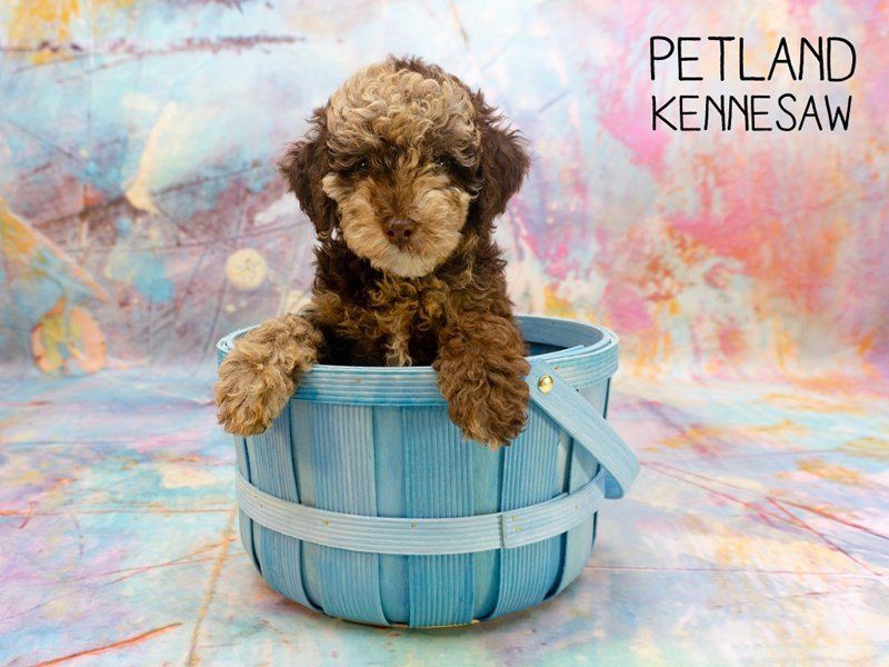 Cockapoo Puppy Chocolate Roan ID:24088 Located at Petland Kennesaw, Georgia