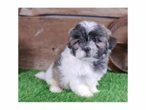 Malshi-DOG-Male-White / Brindle-24138-Petland Kennesaw, Georgia