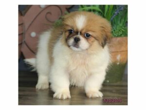 Pekingese-DOG-Female-Sable / White-24231-Petland Kennesaw, Georgia