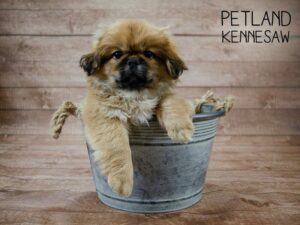 Pekingese-DOG-Male-Fawn Sable-24326-Petland Kennesaw, Georgia