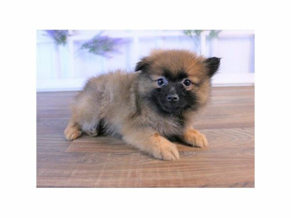 Pomeranian DOG Male Sable 24356 Petland Kennesaw, Georgia