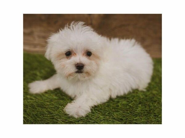 Maltese DOG Female White 24339 Petland Kennesaw, Georgia