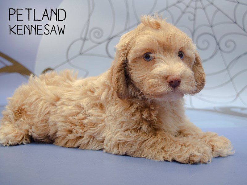 Cockapoo Petco Cockapoo Puppy Apricot ID:24548 Located at Petland Kennesaw, Georgia