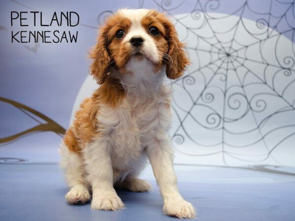 Cavalier King Charles Spaniel DOG Female BLENHEIM 24529 Petland Kennesaw, Georgia