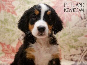 Bernese Mountain Dog-DOG-Female-Tri Color-24560-Petland Kennesaw, Georgia