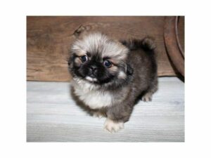 Pekingese-DOG-Male-Cream Sable-24571-Petland Kennesaw, Georgia