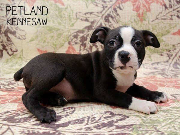 Boston Terrier DOG Male BLK WH 24664 Petland Kennesaw, Georgia