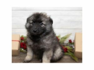Keeshond-DOG-Male-Cream Sable-24686-Petland Kennesaw, Georgia