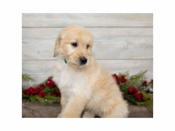 Goldendoodle-DOG-Female-Golden-24709-Petland Kennesaw, Georgia