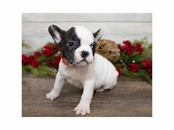 French Bulldog DOG Male Black 24711 Petland Kennesaw, Georgia