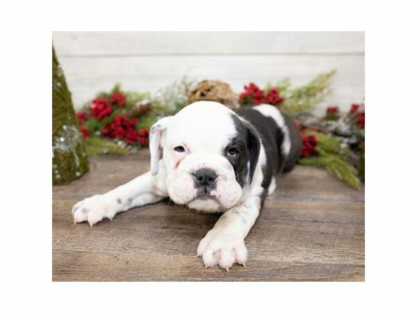 English Bulldog-DOG-Female-Black-24719-Petland Kennesaw, Georgia